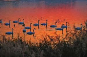 來約！萬只白天鵝在三門峽等你